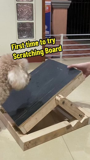 First time to try scratching board, so bilis matuto 🥰 #reizenlovespetvillage #petvillage #goodnibbleschallenge #dogtreats #dogbiscuits #dogscratching #asmrscratching #dogtraining #dogtrainingtips #dogsoftiktok