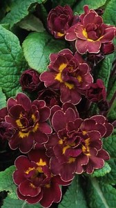 Double Primrose flowers have started budding in Hamro Phulbari In this reels, I am sharing beautiful buds along with simple care tips for healthy plants and good flowering. Follow these tips and enjoy more blooms. #DoublePrimrose #PrimroseFlowers #FlowerBudding #WinterFlowers #GardenCare #HamroPhulbari #FlowerReels #GardeningLove | HAMRO Phulbari