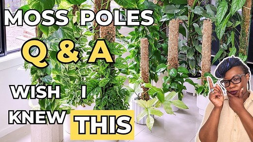 How to Use Moss Poles │ Expert Tips for Bigger, Healthier Plants