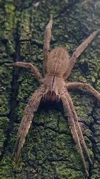 La araña bananera que podría viajar en tu fruta 🕷️ #animalespeligrosos #curiosidades #biologia