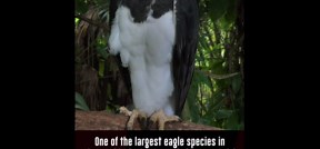 Harpy Eagle