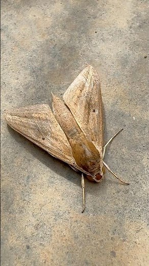 Noctuid at rest: Brown Moth #shortsfeed #shortsyoutube #moths