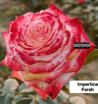 150+ Top Rose Varieties 2026 I'd with Names | Hybrid Varieties Rose I'd Names