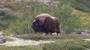 Footage of the musk ox: Native to the frozen Arctic