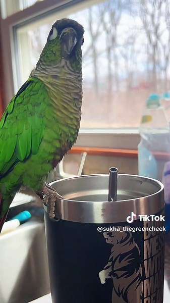 Professional attention seeker #greencheekconure #conurelife #greencheek #greencheekconuresofinstagram #birdlover #parrotlovers #conurelover #featheredfriends