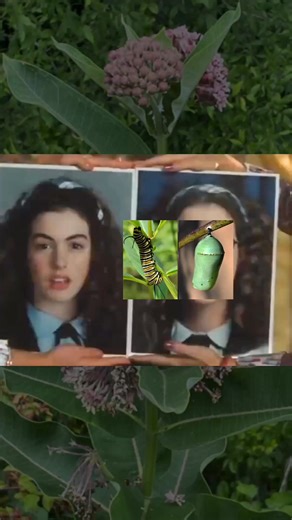 18K views · 149 reactions | Me? A... a butterfly? Shut... up!!! 曆...