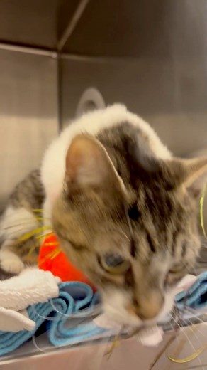 Hey, hey, hey! Stop by the SPCA Serving Erie County today and meet some of our amazing adoptable cats! | The SPCA Serving Erie County, NY