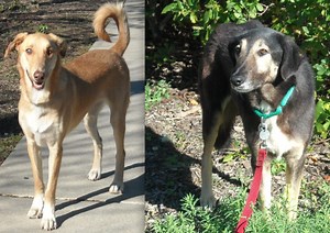 ARF Helps Rescue Iranian Dogs Who Need Homes