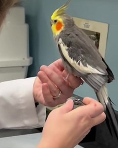 49K views · 1.9K reactions | Dr Locke demonstrates a low stress nail trim in a cockatiel. Patience and praise are key! Building a good foundation of trust will only make each and every appointment better! #exoticvet #avianvet #exoticvetmed #exoticpets #vettechlife #avianandexoticanimalcare #exoticvettech #cutepets #learn #learnontiktok #vetmedstudent #cockatiel #lowstress #birds | Avian and Exotic Animal Care | Facebook