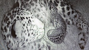 Two rare Amur leopard cubs born this week at the Cheyenne Mountain Zoo | KRDO