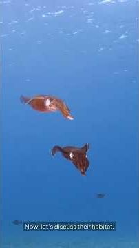 The Fascinating World of Squid #kidslearning #wildlife #marinemystery #animalfacts #educationalvideo