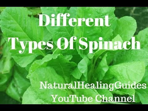 Different Types Of Spinach And List Of Varieties Of Spinach At Grocery Stores & Farmers Markets