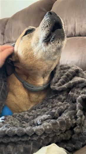 Staffy Recovering From Vet Exam (Still Howling)