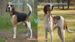 Beagle-Harrier vs. Treeing Walker Coonhound: A Comprehensive Comparison