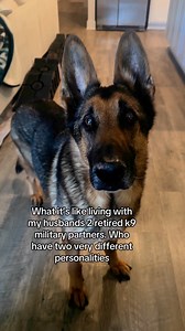906K views · 10K reactions | Just a glimpse into daily life here  #fyp #dog #militaryworkingdog #retiredk9 #k9 #gsd #MWD #retiredmwd | MWD Rex & Rider | Facebook