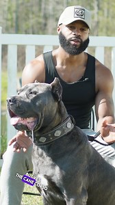 Yes, the Cane Corso can look intimidating—but at their core, they’re incredibly loyal and loving. Duke’s my protector, my shadow… and my best friend. #TreyAndDuke #CaneCorso #GuardianDog #BigDogLove #DogBond #BuiltDifferent #CaneCorsoLife | Trey and Duke