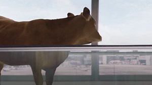 227 reactions · 20 shares | Provide proof of status in other frequent flyer programs and receive Gold or Silver with WestJet Rewards until 03/31/20 | WestJet | Facebook