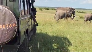 1.7K views · 16 reactions | Did you know Elephants digest their food with less than 50% efficiency. An elephant defecates from 12 to 15 times a day totaling a daily quantity of 220 – 250 pounds thats why they can be described as either eating machines or manure manufacturers, depending on their activity at the time. | Cheetah Safaris | Facebook