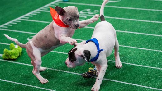 Meet the 4 Iowa dogs in Puppy Bowl XXII