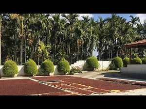 Arecanut Harvesting & Processing complete Video in our Farm | 2022