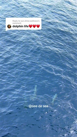 Dolphin Dance: A Joyful Underwater Performance