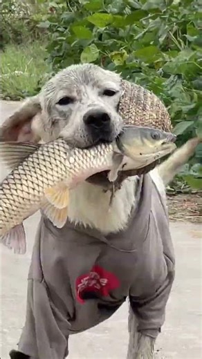 Watch the Labrador Retriever's Daily Fishing Adventure