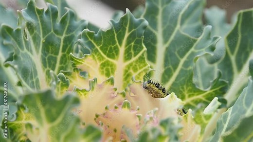 Ornamental kale head damaged by larva of Cabbage White butterfly (Pieris rapae) in HD VIDEO. Close-up of caterpillar on leaf - insect pest causing huge damage to harvest in farms and gardens.
