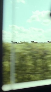 EO by Jerzy Skolimowski offers a unique perspective on the world through the eyes of a gray donkey. 🎥 The film explores themes of innocence, fortune, and the human-animal connection, capturing moments of joy, sorrow, and unexpected happiness. 🌟 At the 35th European Film Awards (2022), EO was nominated for European Director, won the European Original Score (Pawel Mykietyn), and the European University Film Award. 🏆 #EO #EuropeanFilmAwards #EuropeanCinema | European Film Academy