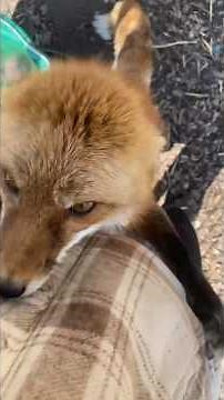 A Day In The Life Of A Fox Rescuer l The Dodo