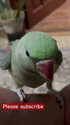 ￼ Pakistan ringneck parrot talking training #talkingparot #parrot #birds #parrot ❤️