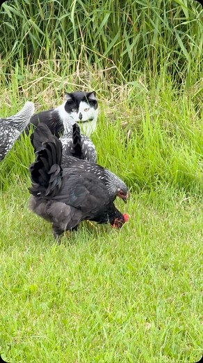 Jack Spicer on Instagram: "Meowdy purrtners. Jack Spicer was followed by the chickens again. One of them pecked him. Thankfully Jack Spicer is a professional inspector and he did not react in a negative way 類 If you’re a fan of Jack Spicer’s kitty cat cowboy content please consider subscribing or joining his Patreon linked in bio  everything helps ❤️ #cat #cats #catlover #catsofinstagram #catlovers #cats_of_instagram #kittycat #tuxedocat #kitty #catlife"