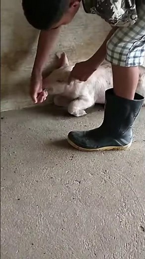 How we administer serum to a sick animal! 💚🐖