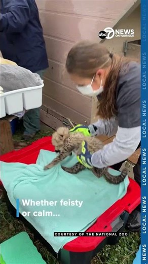 Cheetah cubs get their first check-up!