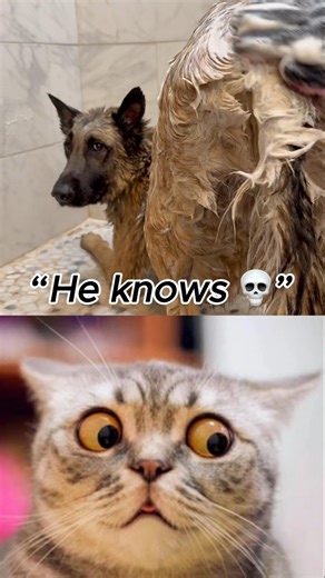 “Dogs Accepting Bath Time Like This 😭 (Wait for Last)”