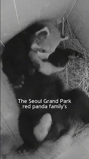 🐾 A First for Korea! Twin Red Panda Cubs Are Born at Seoul Grand Park 🎉