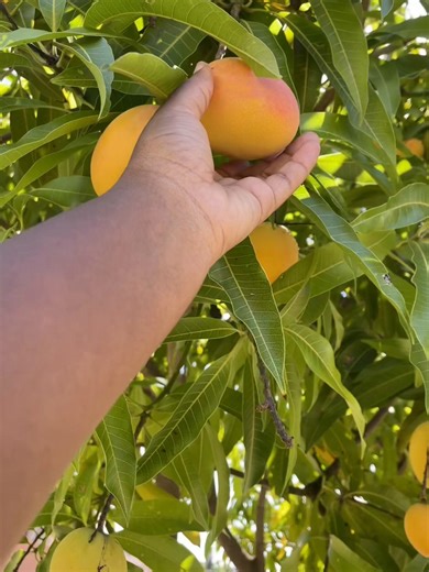 Mango Loaf Recipe: Deliciously Moist and Sweet