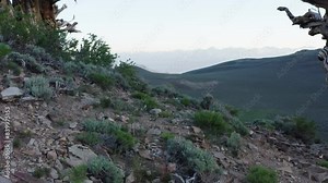 Ancient bristlecone pine trees standing resiliently on a rocky hillside within the Ancient Bristlecone Pine Forest