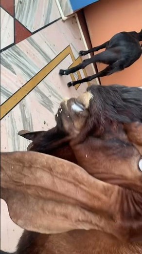 Aggressive and angry nagra beetal breeder goat ‪@rooftopgoatfarm‬