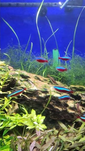 Our 110 Gallon Planted Tank @DaniKenAquatics