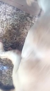 Pit Bull atropelada, está sem andar com muita dor, foi levada para Clínica Bionicao Sorocaba Precisamos de ajuda para custos Você também poderá estar ajudando doando para nosso bazar beneficiente que custeia gastos como esse Precisará exames inicias Rx, hemograma Ajuda 15 988001704 | Lar São Francisco