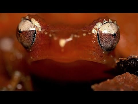 Cinnamon Bush Frog: Singapore Nature