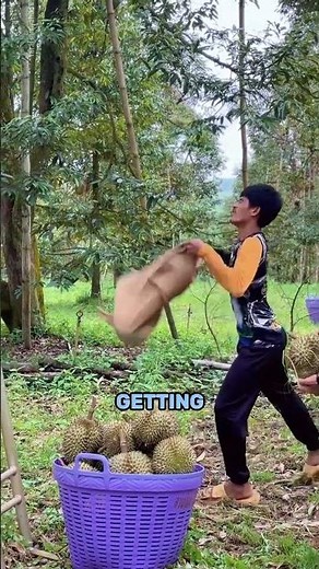 Thailand’s Genius Durian Harvesting Method 🇹🇭