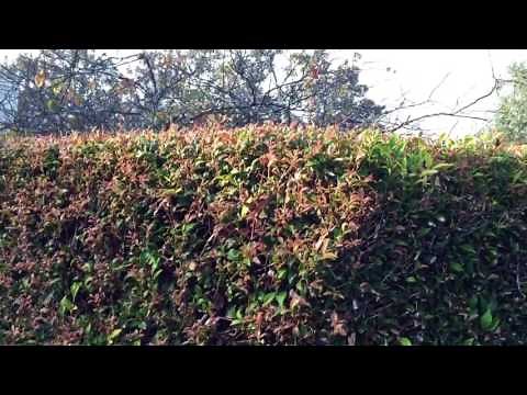 What's the best hedge to plant