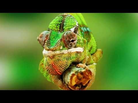 Bob Baldwin Chameleon 3000