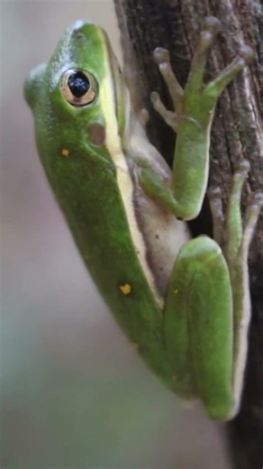Green Treefrog