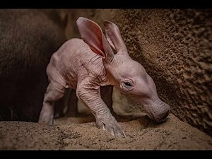 Amazing Aardvark: Moving 2 Feet of Soil in Just 15 Seconds! 🦡💨 - Watch to learn more!