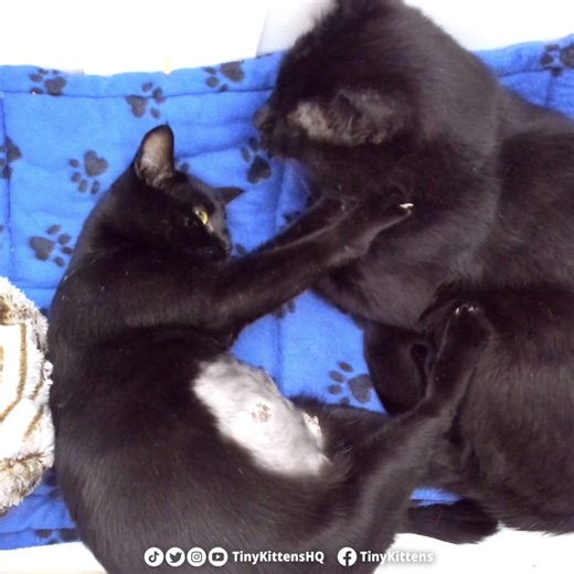 BREAKING MEWS: After 204 days, Cookie and Candy have their purrfect home!! 💕🎉 Candy was pregnant when we trapped her, her One True Love, Cookie, and the rest of their feral panther family. Cookie made Candy feel safe as she prepared to give birth for the last time, and as they raised their last litter of kittens together. Thankfully, as time went on, these two have slowly changed their minds about us humans, and have revealed their gentle, funny, sweet and hilariously playful purrsonalities. W