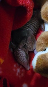 28K views · 3.5K reactions | Update on the baby armadillo I am...