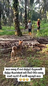 නයා ගහපු ඒ පාර බල්ලට වැදුනානම් බල්ලා මැරෙන්නේ නයි විසට වඩා ගහපු පාරේ සැරට ඒ තරම් ලොකුයි නයා 😳😳😳 | D Log Walasmulla