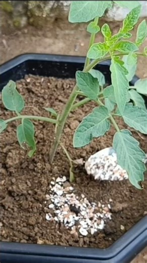 This Magic Fertilizer Makes Plants Grow Like Gold